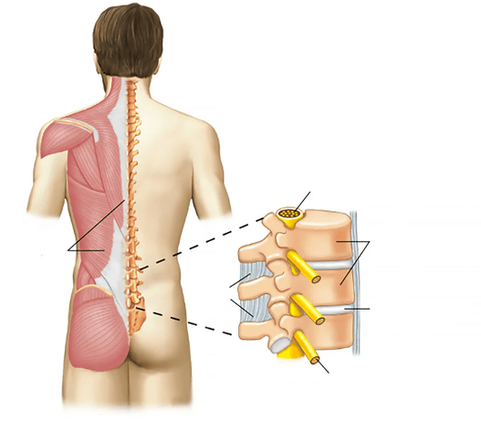 lumbosakralna hrbtenica